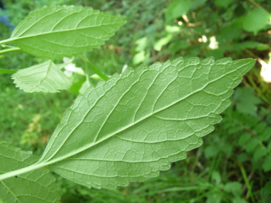 Face inférieure de la feuille. Agrandir dans une nouvelle fenêtre (ou onglet)