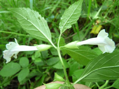 Grandes fleurs blanches ou roses. Agrandir dans une nouvelle fenêtre (ou onglet)