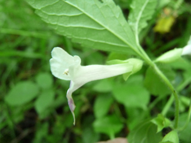 Grandes fleurs blanches ou roses. Agrandir dans une nouvelle fenêtre (ou onglet)