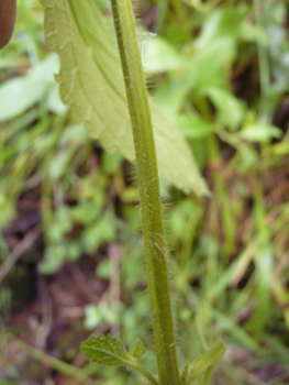 Tige dressée et à section carrée, couverte de poils tout comme le reste de la plante. Agrandir dans une nouvelle fenêtre ou onglet)