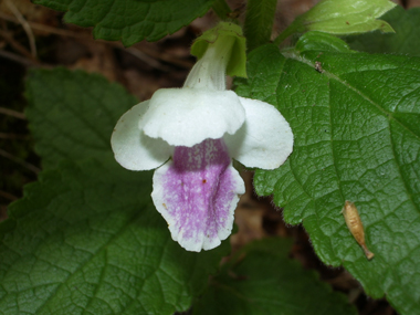 Grandes fleurs blanches ou roses. Agrandir dans une nouvelle fenêtre (ou onglet)