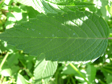 Grandes feuilles pétiolées, ovales et opposées-décussées. Les nervures secondaires sont peu régulières et comportent des ramifications. Agrandir dans une nouvelle fenêtre (ou onglet)