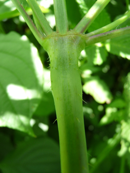 Tige dressée et à section carrée, couverte de poils tout comme le reste de la plante. Agrandir dans une nouvelle fenêtre ou onglet)