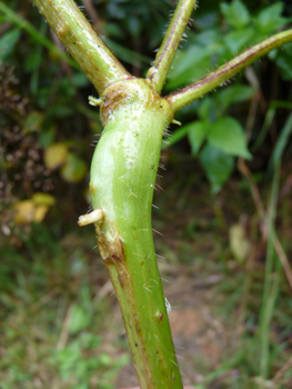 Tige dressée et à section carrée, couverte de poils tout comme le reste de la plante. Agrandir dans une nouvelle fenêtre ou onglet)