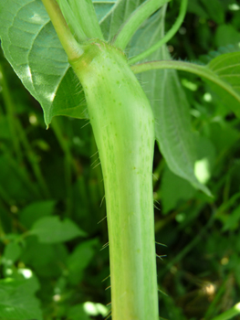 Tige dressée et à section carrée, couverte de poils tout comme le reste de la plante. Agrandir dans une nouvelle fenêtre ou onglet)