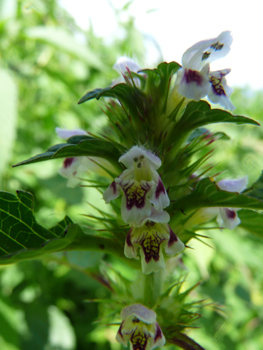 Grandes fleurs blanches ou roses. Agrandir dans une nouvelle fenêtre (ou onglet)