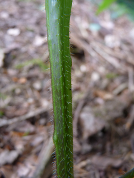 Tige dressée et à section carrée, couverte de poils tout comme le reste de la plante. Agrandir dans une nouvelle fenêtre ou onglet)