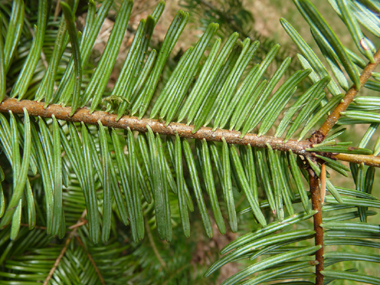 Présence de 2 raies blanches sur la face inférieure des feuilles. Agrandir dans une nouvelle fenêtre (ou onglet)