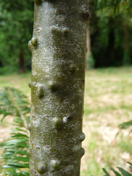 Tronc lisse, gris-verdâtre donc plus sombre que chez le sapin pectiné et couvert de pustules de résines quand il est jeune. Agrandir dans une nouvelle fenêtre (ou onglet)