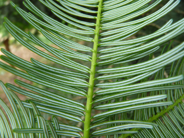 Présence de 2 raies blanches sur la face inférieure des feuilles. Agrandir dans une nouvelle fenêtre (ou onglet)