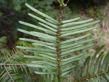 Présence de 2 raies blanches sur la face inférieure des feuilles. Agrandir dans une nouvelle fenêtre (ou onglet)