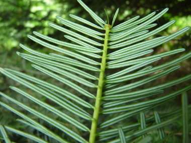 Présence de 2 raies blanches sur la face inférieure des feuilles. Agrandir dans une nouvelle fenêtre (ou onglet)