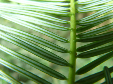 Présence de 2 raies blanches sur la face inférieure des feuilles. Agrandir dans une nouvelle fenêtre (ou onglet)