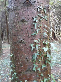 Tronc lisse, gris-verdâtre donc plus sombre que chez le sapin pectiné et couvert de pustules de résines quand il est jeune. La partie basse de son écorce meurt en prenant de l'âge et se couvre d'un rhytidome crevassé comme chez le douglas tandis que le haut conserve ses pustules qui s'aplatissent avec le temps. Agrandir dans une nouvelle fenêtre (ou onglet)