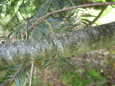 Branche. Agrandir dans une nouvelle fenêtre (ou onglet)