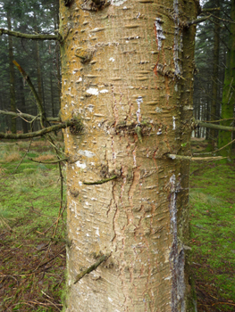 Tronc lisse, gris-verdâtre donc plus sombre que chez le sapin pectiné et couvert de pustules de résines quand il est jeune. Agrandir dans une nouvelle fenêtre (ou onglet)