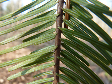 Présence de 2 raies blanches sur la face inférieure des feuilles. Agrandir dans une nouvelle fenêtre (ou onglet)