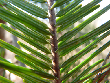 Présence de 2 raies blanches sur la face inférieure des feuilles. Agrandir dans une nouvelle fenêtre (ou onglet)