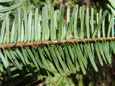 Présence de 2 raies blanches sur la face inférieure des feuilles. Agrandir dans une nouvelle fenêtre (ou onglet)