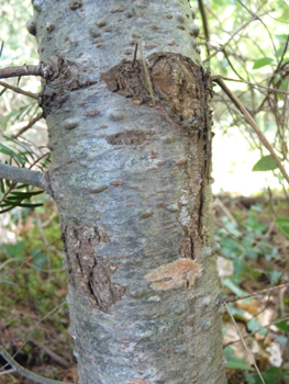 Tronc lisse, gris-verdâtre donc plus sombre que chez le sapin pectiné et couvert de pustules de résines quand il est jeune. Agrandir dans une nouvelle fenêtre (ou onglet)