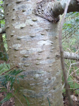 Tronc lisse, gris-verdâtre donc plus sombre que chez le sapin pectiné et couvert de pustules de résines quand il est jeune. Agrandir dans une nouvelle fenêtre (ou onglet)