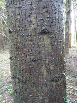 Tronc lisse, gris-verdâtre donc plus sombre que chez le sapin pectiné et couvert de pustules de résines quand il est jeune. La partie basse de son écorce meurt en prenant de l'âge et se couvre d'un rhytidome crevassé comme chez le douglas tandis que le haut conserve ses pustules qui s'aplatissent avec le temps. Agrandir dans une nouvelle fenêtre (ou onglet)