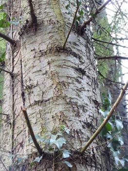 Tronc lisse, gris-verdâtre donc plus sombre que chez le sapin pectiné et couvert de pustules de résines quand il est jeune. La partie basse de son écorce meurt en prenant de l'âge et se couvre d'un rhytidome crevassé comme chez le douglas tandis que le haut conserve ses pustules qui s'aplatissent avec le temps. Agrandir dans une nouvelle fenêtre (ou onglet)