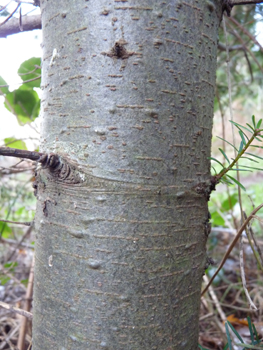 Tronc lisse, gris-verdâtre donc plus sombre que chez le sapin pectiné et couvert de pustules de résines quand il est jeune. Agrandir dans une nouvelle fenêtre (ou onglet)