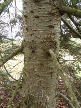 Tronc lisse, gris-verdâtre donc plus sombre que chez le sapin pectiné et couvert de pustules de résines quand il est jeune. La partie basse de son écorce meurt en prenant de l'âge et se couvre d'un rhytidome crevassé comme chez le douglas tandis que le haut conserve ses pustules qui s'aplatissent avec le temps. Agrandir dans une nouvelle fenêtre (ou onglet)