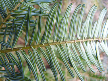 Présence de 2 raies blanches sur la face inférieure des feuilles. Agrandir dans une nouvelle fenêtre (ou onglet)