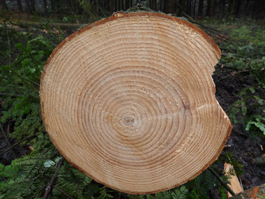 Bois blanc. Agrandir dans une nouvelle fenêtre (ou onglet)