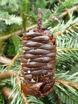 Fruits en cônes dressés, longs de 10 à 12 cm pour 3 à 4 cm de large et pour lesquels les bractées ne dépassent pas des écailles. Agrandir dans une nouvelle fenêtre (ou onglet)