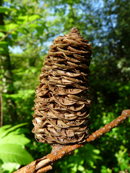 Fruits en cônes dressés, longs de 10 à 12 cm pour 3 à 4 cm de large et pour lesquels les bractées ne dépassent pas des écailles. Agrandir dans une nouvelle fenêtre (ou onglet)