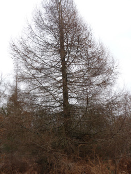 Agrandir dans une nouvelle fenêtre (ou onglet)