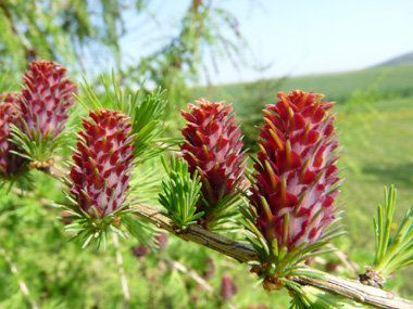 Fleurs femelles ovoides rose vif. Agrandir dans une nouvelle fenêtre (ou onglet)