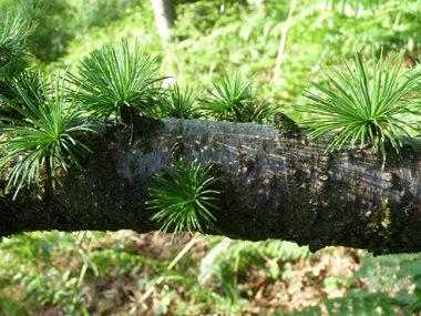 Branche. Agrandir dans une nouvelle fenêtre (ou onglet)