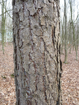 Écorce brun rosé, peu profondément crevassée et tronc souvent de mauvaise forme. Agrandir dans une nouvelle fenêtre (ou onglet)