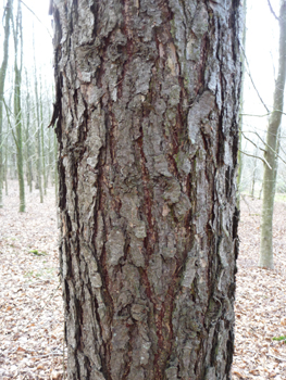 Écorce brun rosé, peu profondément crevassée et tronc souvent de mauvaise forme. Agrandir dans une nouvelle fenêtre (ou onglet)