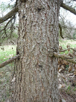 Écorce brun rosé, peu profondément crevassée et tronc souvent de mauvaise forme. Agrandir dans une nouvelle fenêtre (ou onglet)