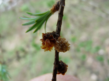 Fleurs mâles globuleuses et jaunâtres. Agrandir dans une nouvelle fenêtre (ou onglet)