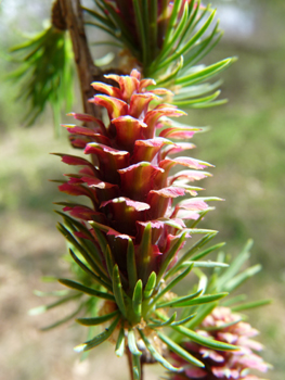 Fleurs femelles ovoides rose vif. Agrandir dans une nouvelle fenêtre (ou onglet)