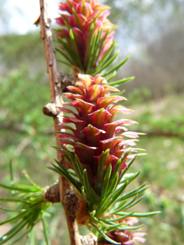 Fleurs femelles ovoides rose vif. Agrandir dans une nouvelle fenêtre (ou onglet)