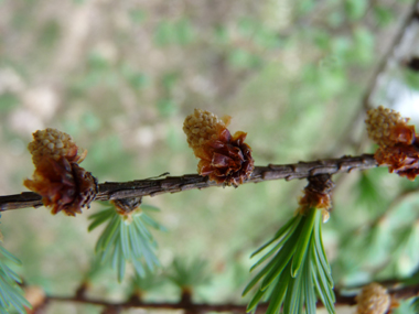 Fleurs mâles globuleuses et jaunâtres. Agrandir dans une nouvelle fenêtre (ou onglet)