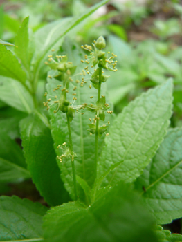 Fleurs femelles solitaires mais fleurs mâles groupées sur un épi. Agrandir dans une nouvelle fenêtre (ou onglet)