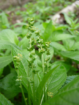 Fleurs femelles solitaires mais fleurs mâles groupées sur un épi. Agrandir dans une nouvelle fenêtre (ou onglet)