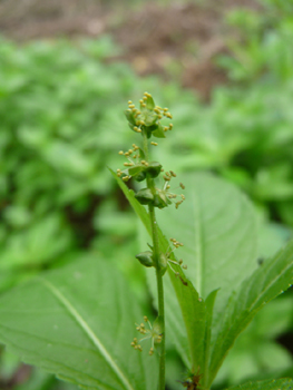 Fleurs femelles solitaires mais fleurs mâles groupées sur un épi. Agrandir dans une nouvelle fenêtre (ou onglet)