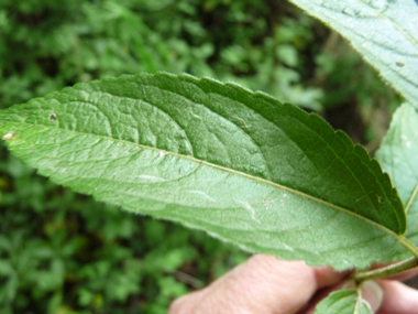 Feuilles pubescentes vert sombre. Opposées et dotées d'un court pétiole, elles sont dentées et de forme lancéolée. Agrandir dans une nouvelle fenêtre (ou onglet)