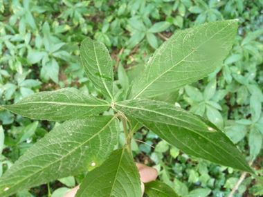 Feuilles pubescentes vert sombre. Opposées et dotées d'un court pétiole, elles sont dentées et de forme lancéolée. Agrandir dans une nouvelle fenêtre (ou onglet)