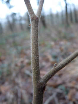 Jeunes rameaux non verruqueux mais pubescents et pour lesquels l'extrémité des branches n'est pas pendante. Agrandir dans une nouvelle fenêtre (ou onglet)