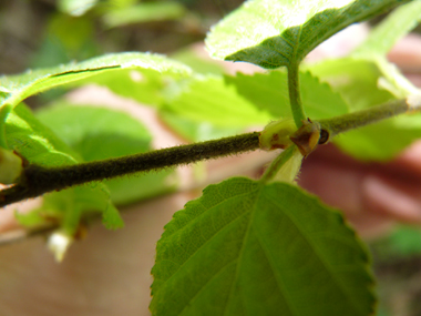 Jeunes rameaux non verruqueux mais pubescents et pour lesquels l'extrémité des branches n'est pas pendante. Agrandir dans une nouvelle fenêtre (ou onglet)